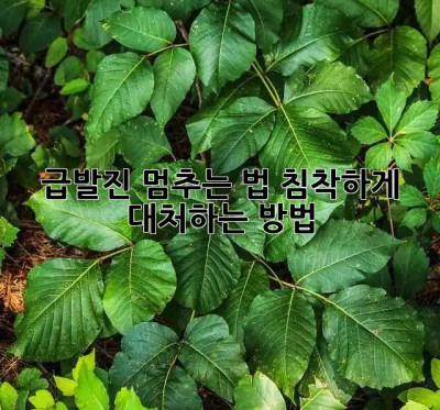 🚗 급발진 멈추는 법🚨: 침착하게 대처하는 방법!