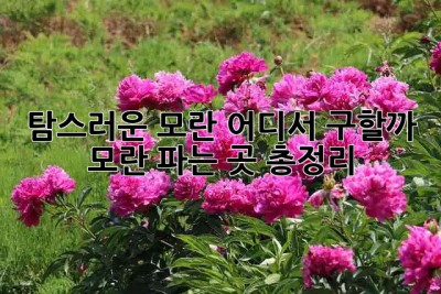 탐스러운 모란, 어디서 구할까? 🌸 모란 파는 곳 총정리!